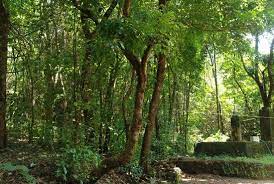 Kareem Forest Park Kasaragod history