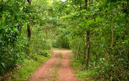 Kareem Forest Park Kasaragod view