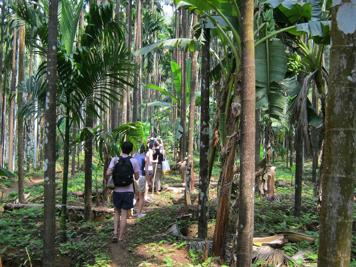 Thonikadavu Kasaragod attractions